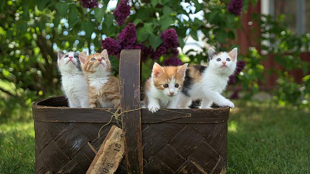forcats 0.5.0